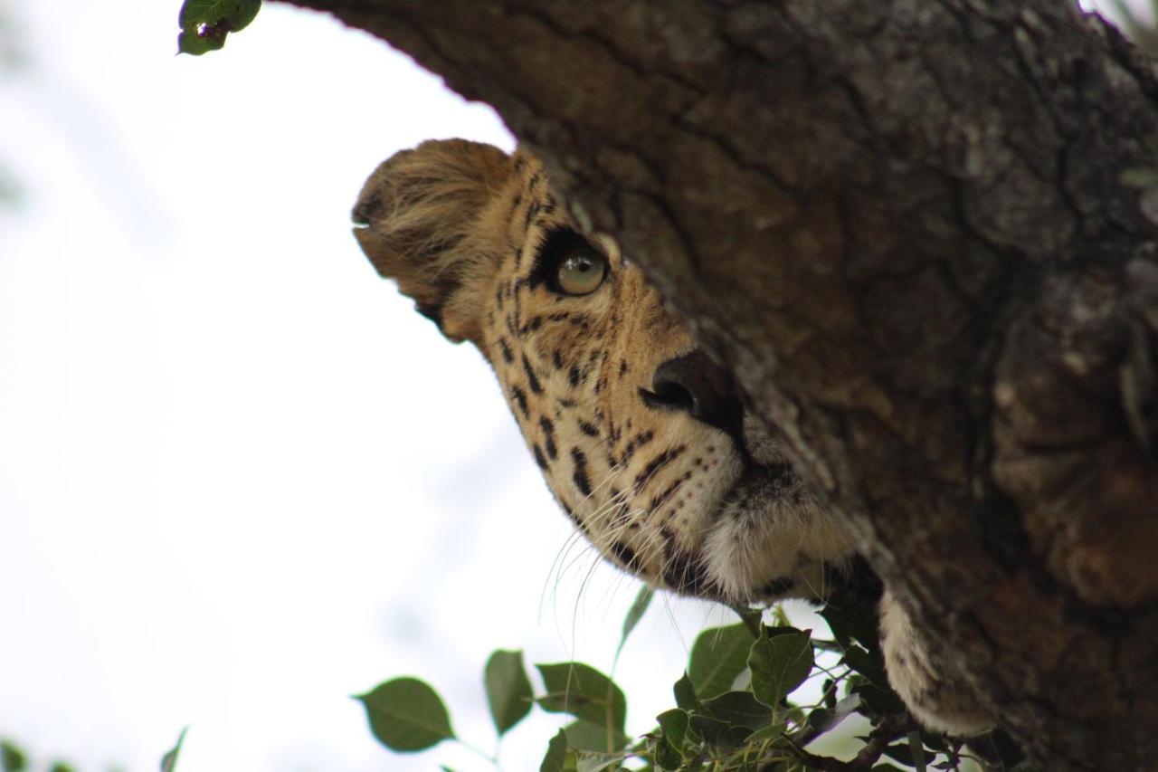 Shumbalala Game Lodge Thornybush Game Reserve Exterior foto