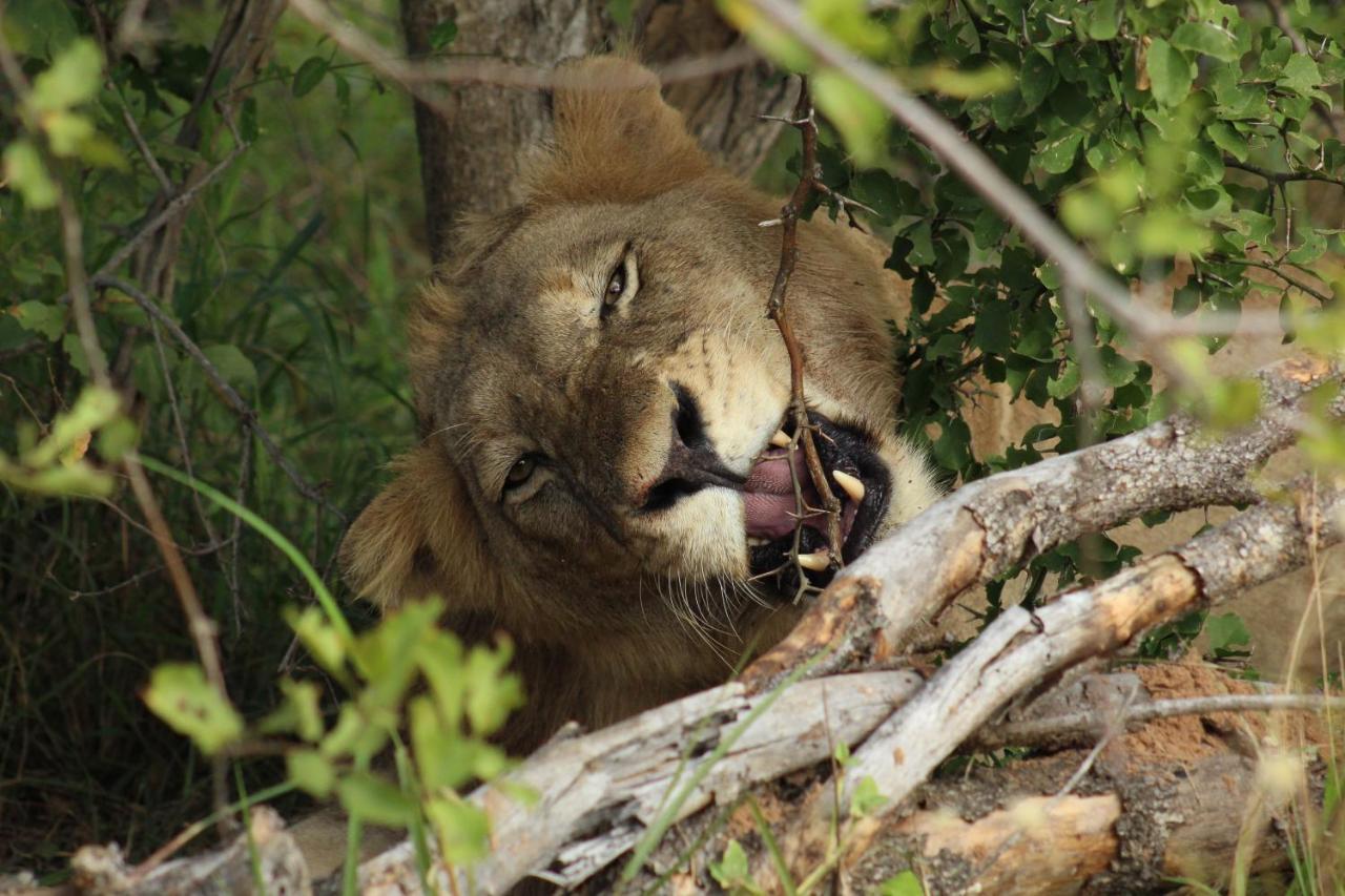 Shumbalala Game Lodge Thornybush Game Reserve Exterior foto