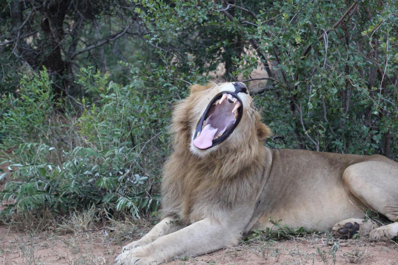 Shumbalala Game Lodge Thornybush Game Reserve Exterior foto