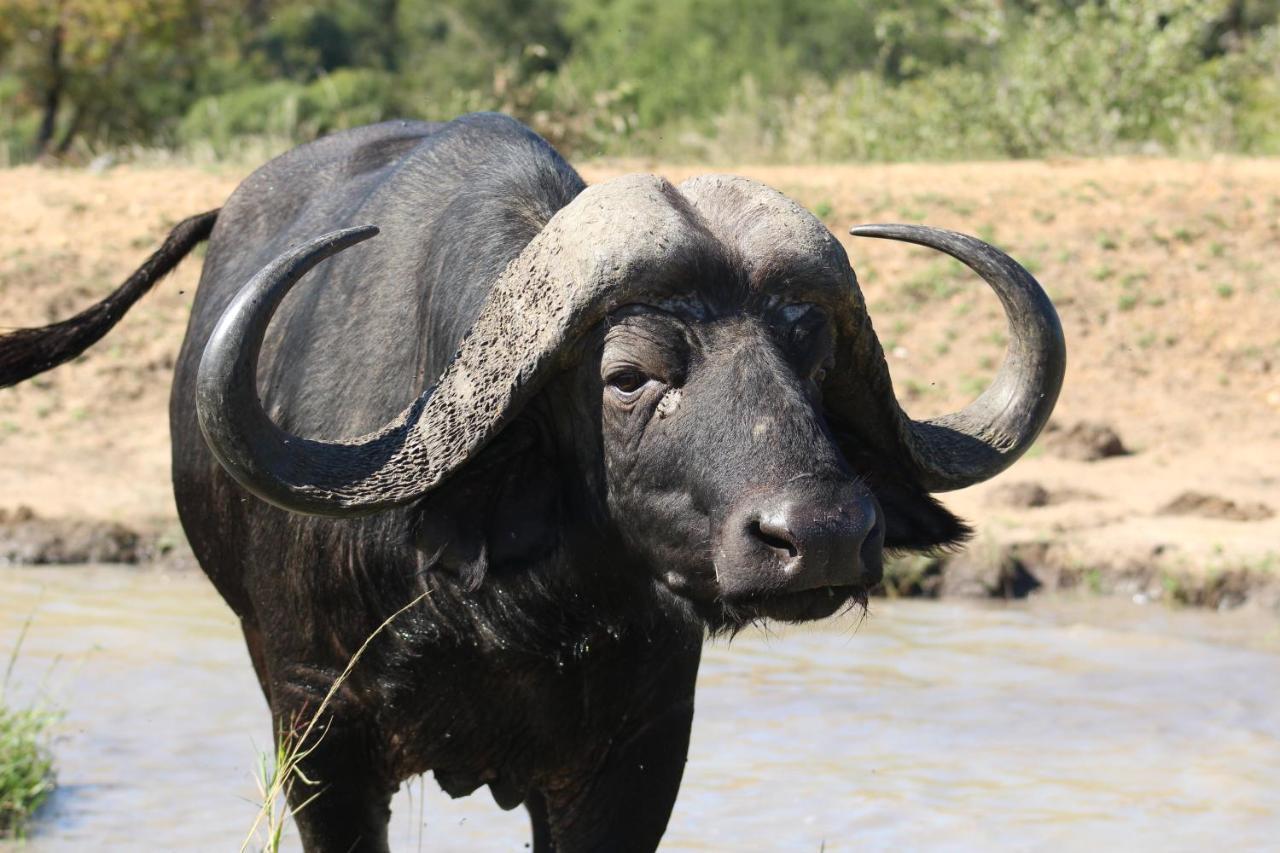 Shumbalala Game Lodge Thornybush Game Reserve Exterior foto